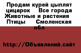 Продам курей цыплят,цицарок. - Все города Животные и растения » Птицы   . Смоленская обл.